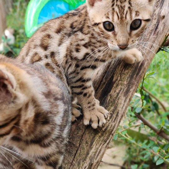 chat Bengal brown tabby Tikka Chatterie de la Stella Félina (Bengal)