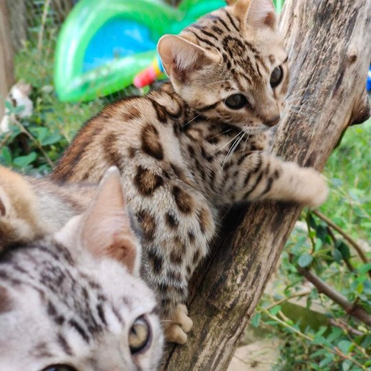 chat Bengal brown tabby Tikka Chatterie de la Stella Félina (Bengal)