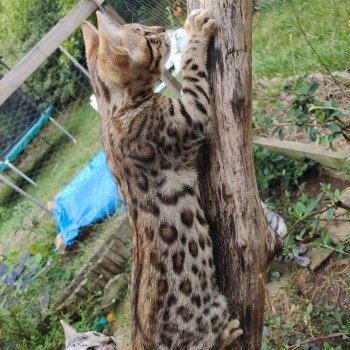 chat Bengal brown tabby Tikka Chatterie de la Stella Félina (Bengal)