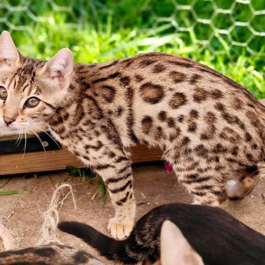 chat Bengal brown tabby Tikka Chatterie de la Stella Félina (Bengal)