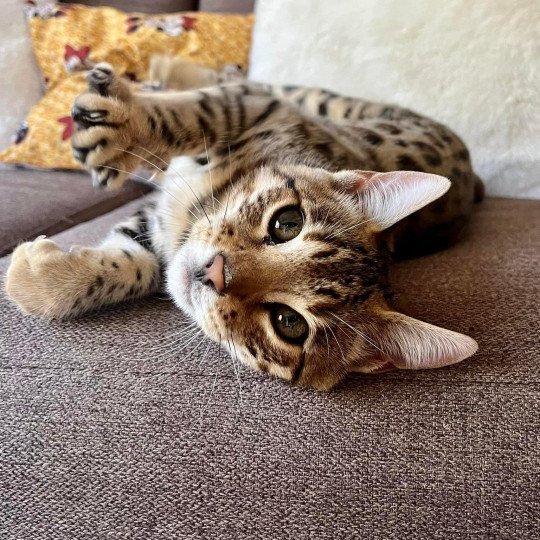 chat Bengal brown tabby Tikka Chatterie de la Stella Félina (Bengal)