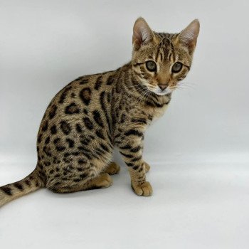 chat Bengal brown tabby Tikka Chatterie de la Stella Félina (Bengal)