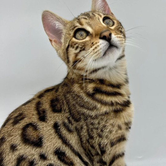 Tikka Femelle Bengal