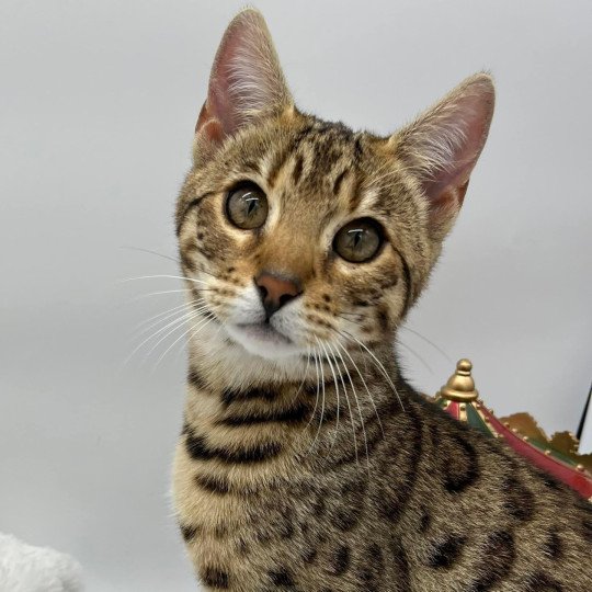 chat Bengal brown tabby Tikka Chatterie de la Stella Félina (Bengal)