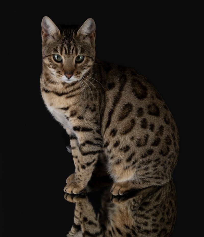 Tikka Femelle Bengal