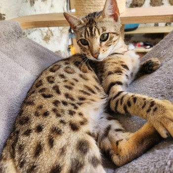 chat Bengal brown spotted / rosettes Tikka Chatterie de la Stella Félina (Bengal)