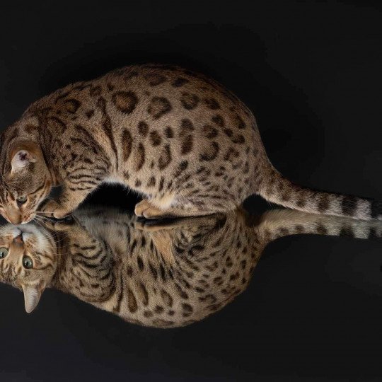 chat Bengal Tikka Chatterie de la Stella Félina (Bengal)