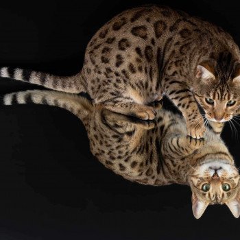 chat Bengal brown tabby Tikka Chatterie de la Stella Félina (Bengal)