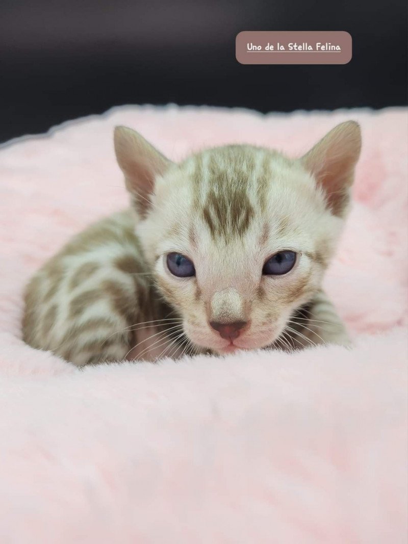Uno de la Stella Félina De la Stella Félina Mâle Bengal