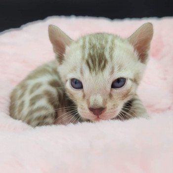 chaton Bengal tabby mink Uno de la Stella Félina Chatterie de la Stella Félina (Bengal)