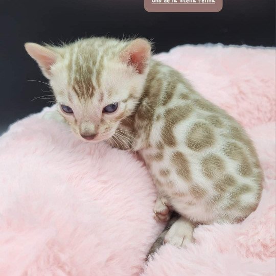 chaton Bengal tabby mink Uno de la Stella Félina Chatterie de la Stella Félina (Bengal)