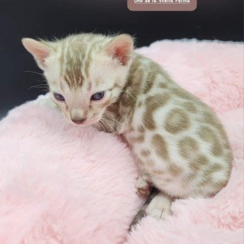 chaton Bengal tabby mink Uno de la Stella Félina Chatterie de la Stella Félina (Bengal)