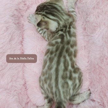 chaton Bengal tabby mink Uno de la Stella Félina Chatterie de la Stella Félina (Bengal)
