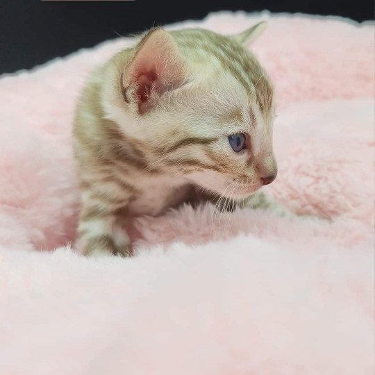 chaton Bengal tabby mink Uno de la Stella Félina Chatterie de la Stella Félina (Bengal)