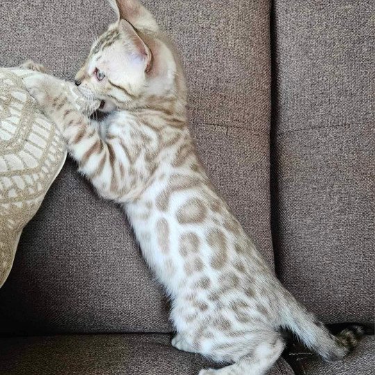 chaton Bengal tabby mink Uno de la Stella Félina Chatterie de la Stella Félina (Bengal)