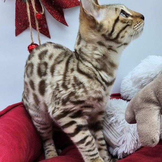 chaton Bengal tabby mink Uno de la Stella Félina Chatterie de la Stella Félina (Bengal)