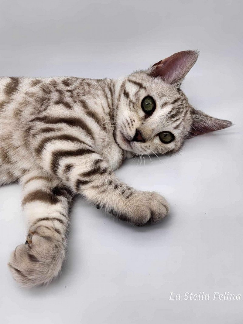 Utta de la Stella Félina De la Stella Félina Femelle Bengal