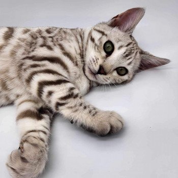 chat Bengal Utta de la Stella Félina Chatterie de la Stella Félina (Bengal)