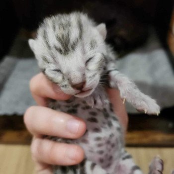 chaton Bengal black silver spotted / rosettes Wattika de la Stella Félina 💜 Chatterie de la Stella Félina (Bengal)