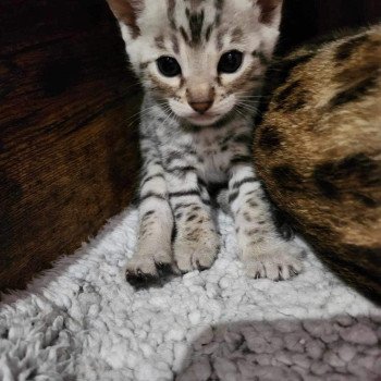 chaton Bengal black silver spotted / rosettes Wattika de la Stella Félina 💜 Chatterie de la Stella Félina (Bengal)