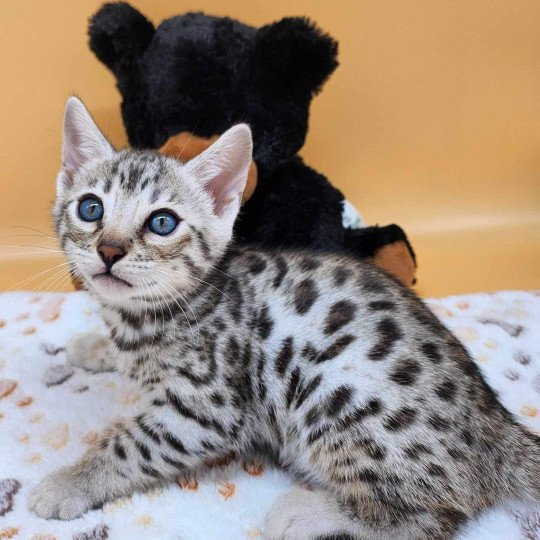 chaton Bengal black silver spotted / rosettes Wattika de la Stella Félina 💜 Chatterie de la Stella Félina (Bengal)