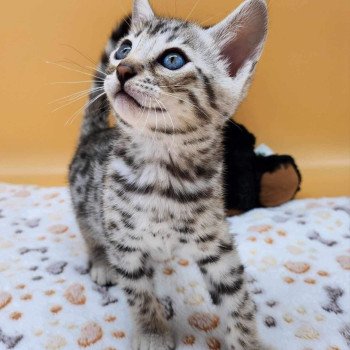 chaton Bengal black silver spotted / rosettes Wattika de la Stella Félina 💜 Chatterie de la Stella Félina (Bengal)