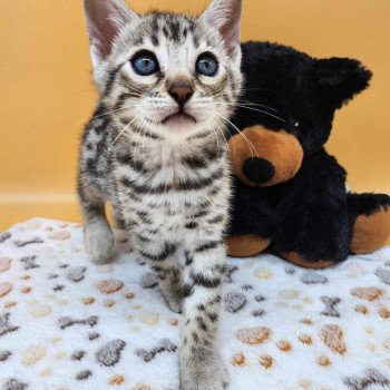 chaton Bengal black silver spotted / rosettes Wattika de la Stella Félina 💜 Chatterie de la Stella Félina (Bengal)