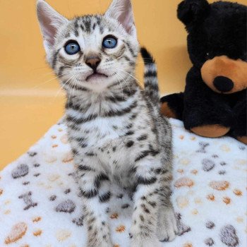 chaton Bengal black silver spotted / rosettes Wattika de la Stella Félina 💜 Chatterie de la Stella Félina (Bengal)