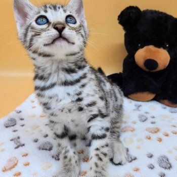 chaton Bengal black silver spotted / rosettes Wattika de la Stella Félina 💜 Chatterie de la Stella Félina (Bengal)