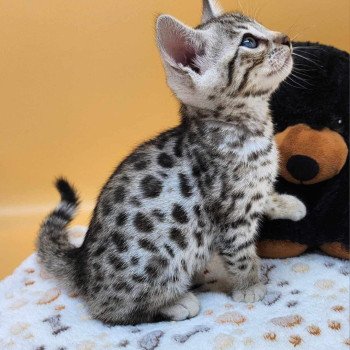 chaton Bengal black silver spotted / rosettes Wattika de la Stella Félina 💜 Chatterie de la Stella Félina (Bengal)