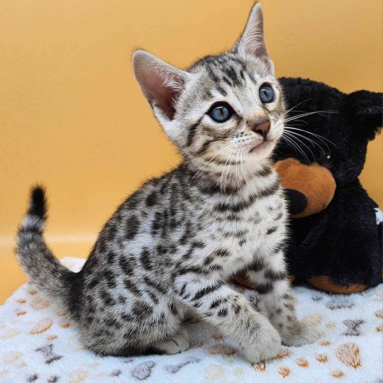 chaton Bengal black silver spotted / rosettes Wattika de la Stella Félina 💜 Chatterie de la Stella Félina (Bengal)