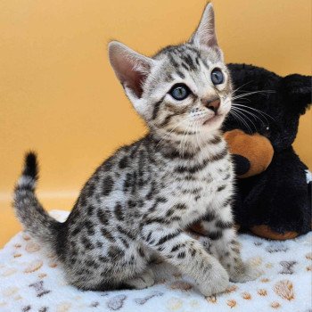 chaton Bengal black silver spotted / rosettes Wattika de la Stella Félina 💜 Chatterie de la Stella Félina (Bengal)