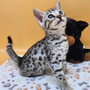 chaton Bengal black silver spotted / rosettes Wattika de la Stella Félina 💜 Chatterie de la Stella Félina (Bengal)