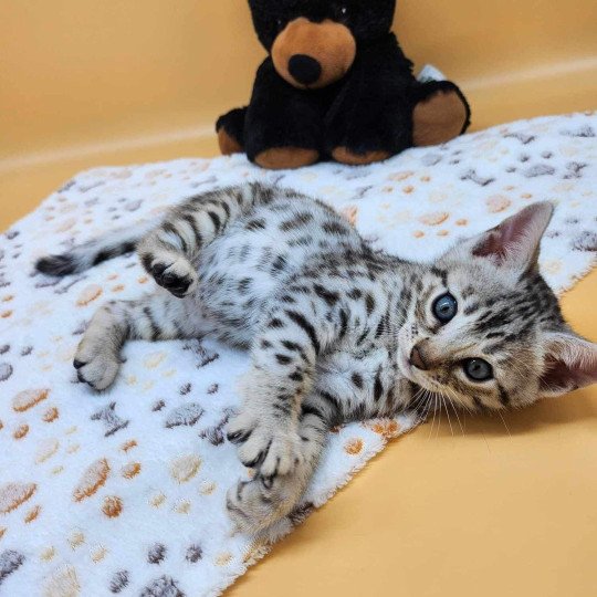 chaton Bengal black silver spotted / rosettes Wattika de la Stella Félina 💜 Chatterie de la Stella Félina (Bengal)