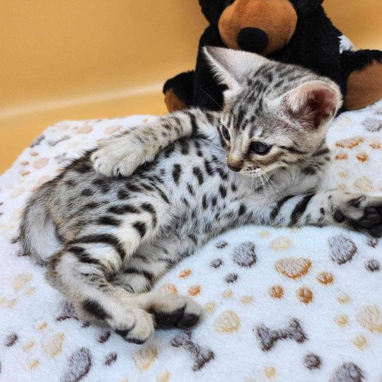 chaton Bengal black silver spotted / rosettes Wattika de la Stella Félina 💜 Chatterie de la Stella Félina (Bengal)