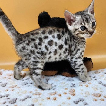 chaton Bengal black silver spotted / rosettes Wattika de la Stella Félina 💜 Chatterie de la Stella Félina (Bengal)