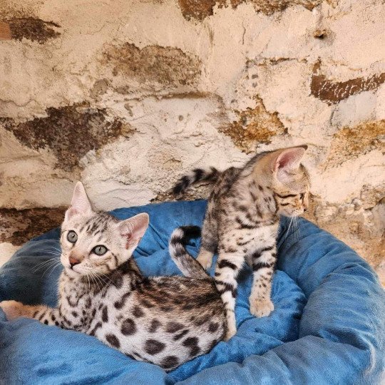 chaton Bengal black silver spotted / rosettes Wattika de la Stella Félina 💜 Chatterie de la Stella Félina (Bengal)