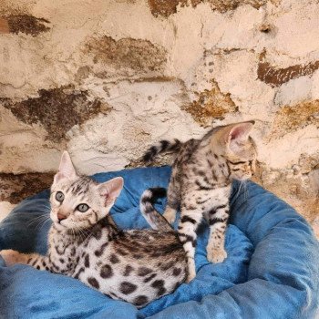 chaton Bengal black silver spotted / rosettes Wattika de la Stella Félina 💜 Chatterie de la Stella Félina (Bengal)