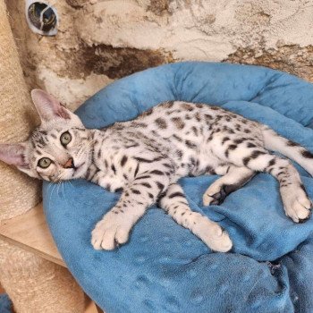 chaton Bengal black silver spotted / rosettes Wattika de la Stella Félina 💜 Chatterie de la Stella Félina (Bengal)