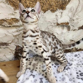 chaton Bengal black silver spotted / rosettes Wattika de la Stella Félina 💜 Chatterie de la Stella Félina (Bengal)