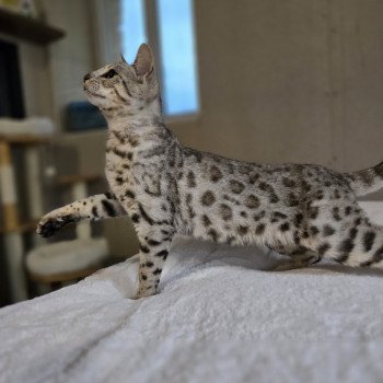 chat Bengal black silver spotted / rosettes Wattika Chatterie de la Stella Félina (Bengal) chat Bengal black silver spotted / rosettes Wattika Chatterie de la Stella Félina (Bengal)