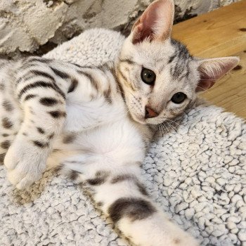 chaton Bengal black silver spotted / rosettes Wednesday de la Stella Félina Chatterie de la Stella Félina (Bengal)