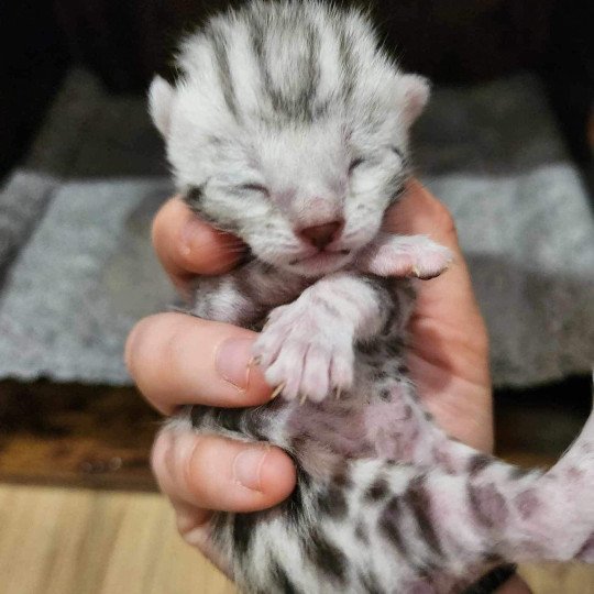 chaton Bengal black silver spotted / rosettes Wednesday de la Stella Félina Chatterie de la Stella Félina (Bengal)