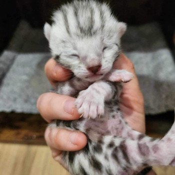 chaton Bengal black silver spotted / rosettes Wednesday de la Stella Félina Chatterie de la Stella Félina (Bengal)