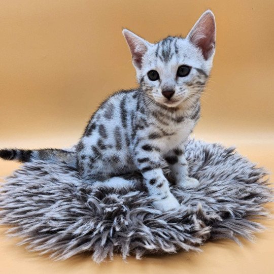 chaton Bengal black silver spotted / rosettes Wednesday de la Stella Félina Chatterie de la Stella Félina (Bengal)