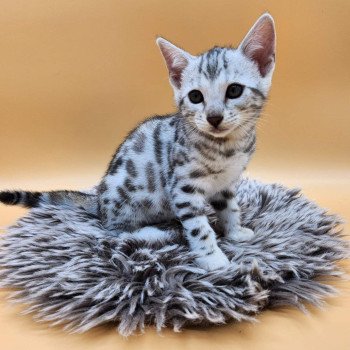 chaton Bengal black silver spotted / rosettes Wednesday de la Stella Félina Chatterie de la Stella Félina (Bengal)