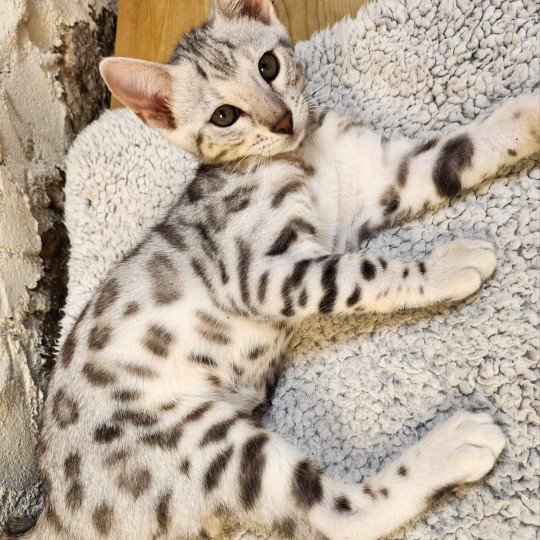 chaton Bengal black silver spotted / rosettes Wednesday de la Stella Félina Chatterie de la Stella Félina (Bengal)