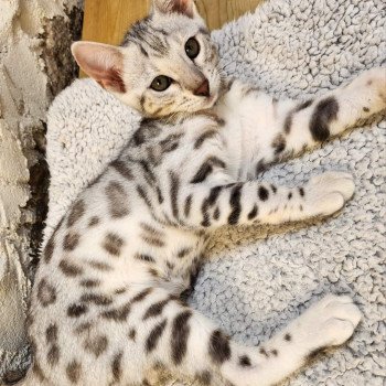 chaton Bengal black silver spotted / rosettes Wednesday de la Stella Félina Chatterie de la Stella Félina (Bengal)