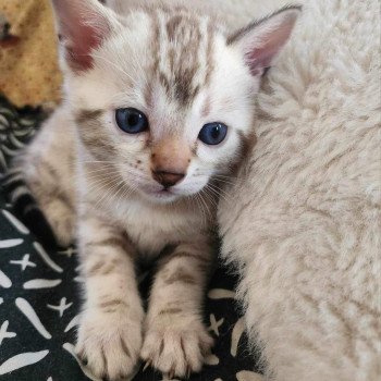 chaton Bengal tabby point Zelda de la Stella Félina Chatterie de la Stella Félina (Bengal)