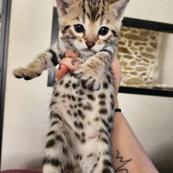 chaton Bengal brown spotted / rosettes Zélie de la Stella Félina ❤️ Chatterie de la Stella Félina (Bengal)